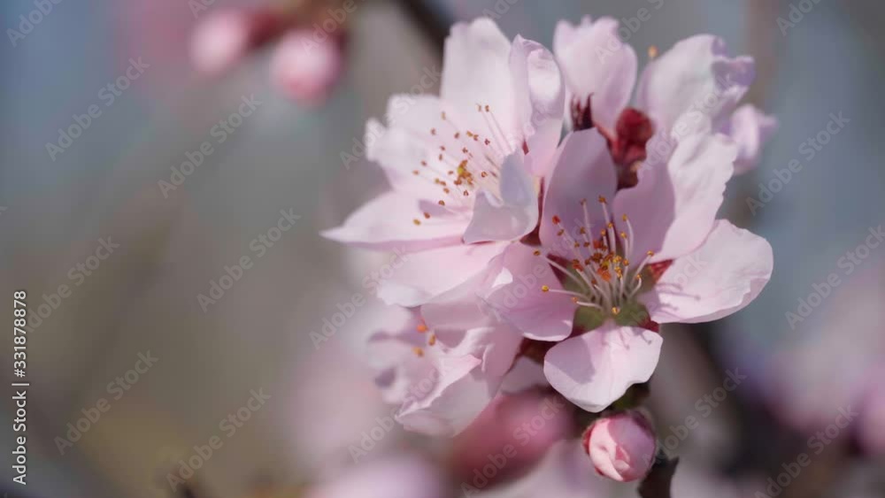 blooming, pink and white flowers on trees, spring nature, beautiful background blooming, pink and white flowers on trees, spring nature, beautiful background