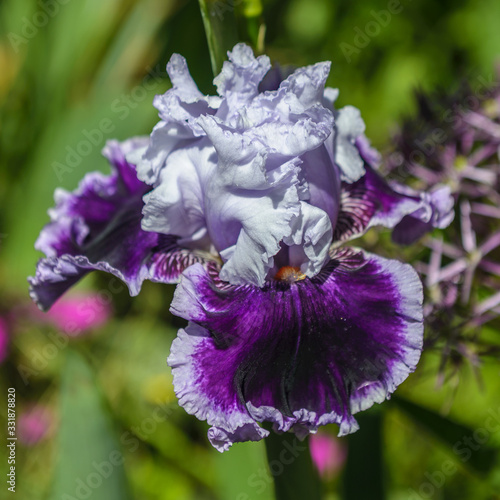 Fototapeta Naklejka Na Ścianę i Meble -  Iris germanica. Closeup of flower bearded iris 