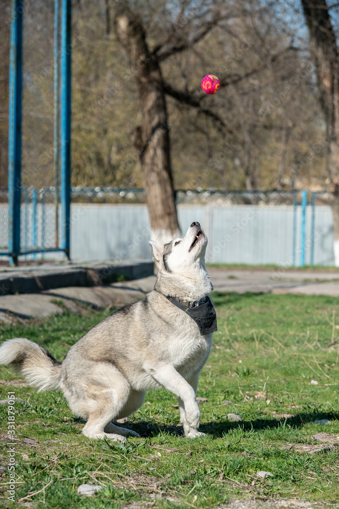 the dog is jumping for the ball. Husky is jumping. Siberian Husky