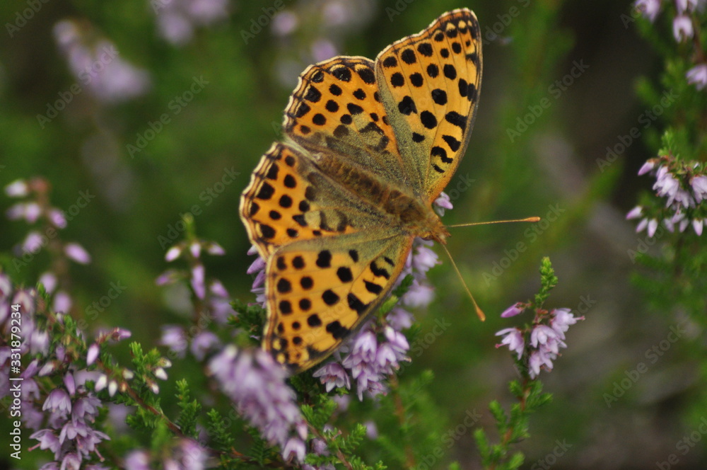 Obraz premium Dark green fritillary butterfly sitting on the heather in the forest. Insect with orange wings with black spots