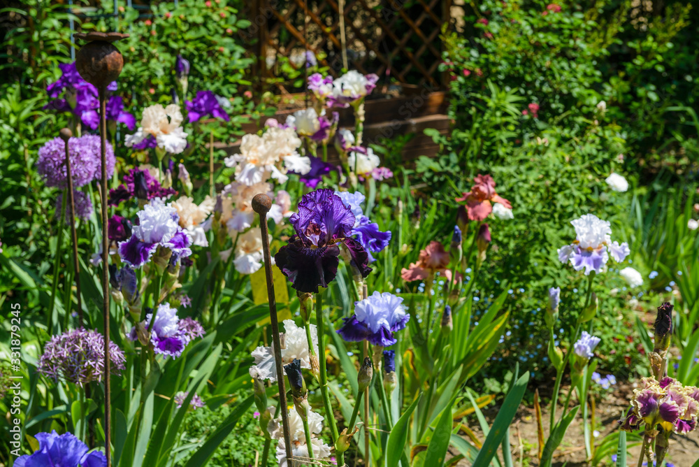 Colorful irises in the garden, perennial garden. Gardening. Bearded iris Group of colorful irises in the Austrian Garden.