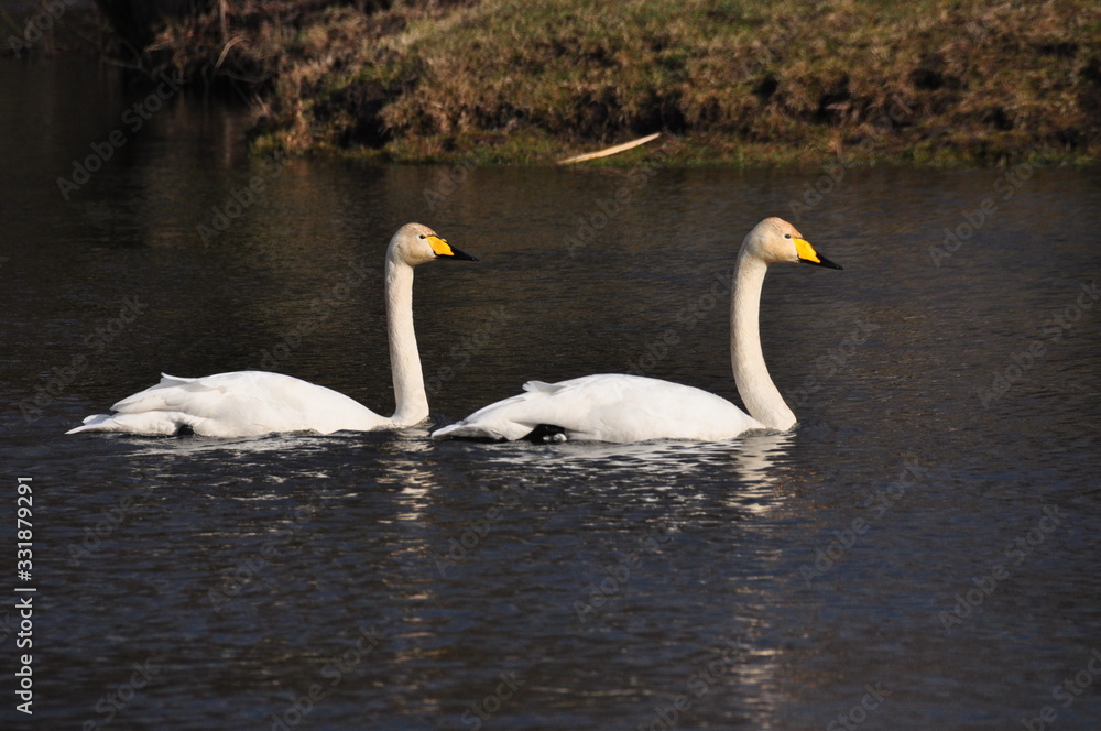Mute Swan. Large white water bird. Floating on the lake Mute Swan. Large white water bird. Floating on the lake