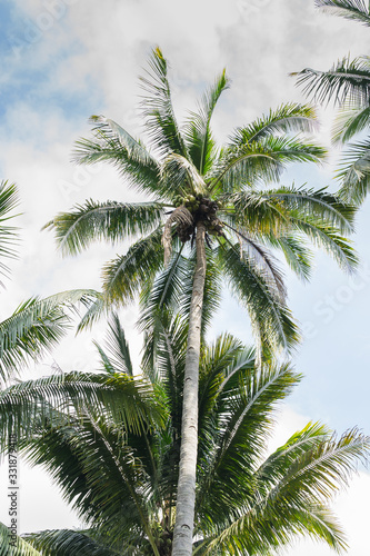 palm tree and blue sky © thitisan