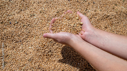 wheat grains in palms