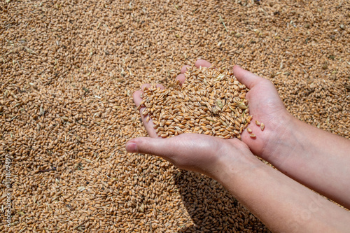 wheat grains in palms