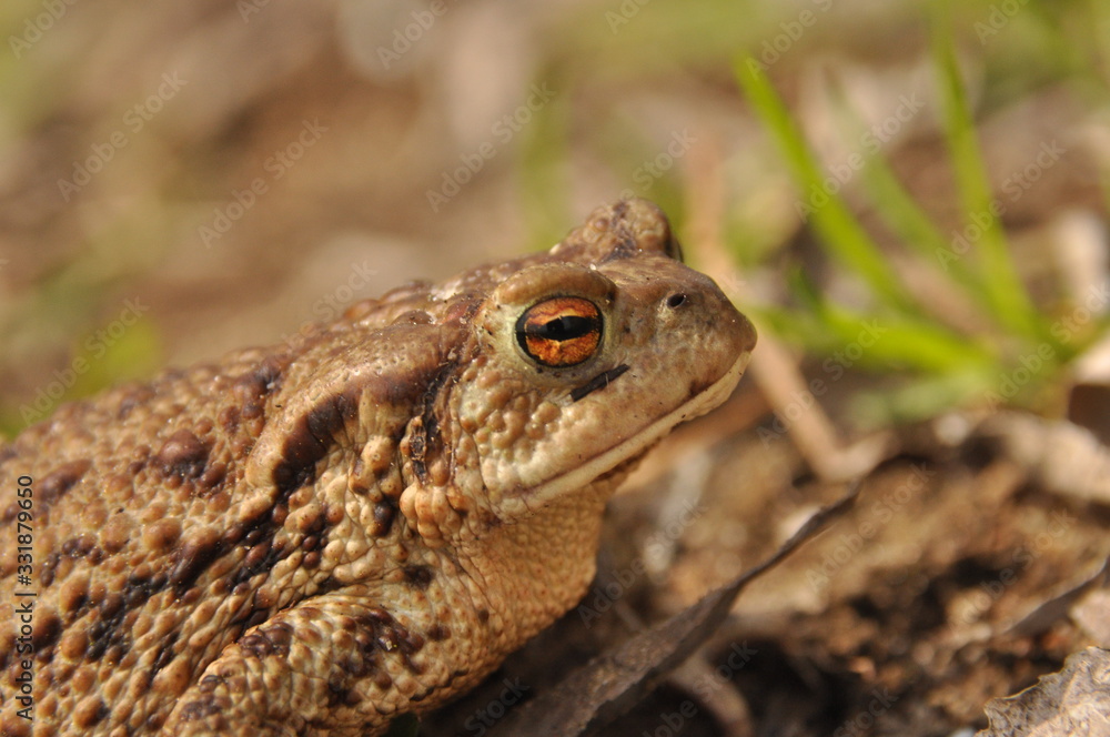 Toad. Amphibian during the spring awakening and mating Toad. Amphibian during the spring awakening and mating