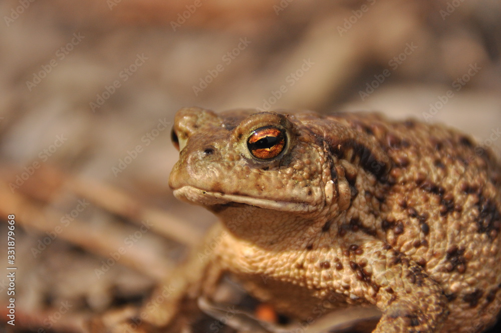 Toad. Amphibian during the spring awakening and mating Toad. Amphibian during the spring awakening and mating