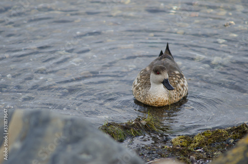 Patagonian crested duck in the coast of Puerto Natales.
