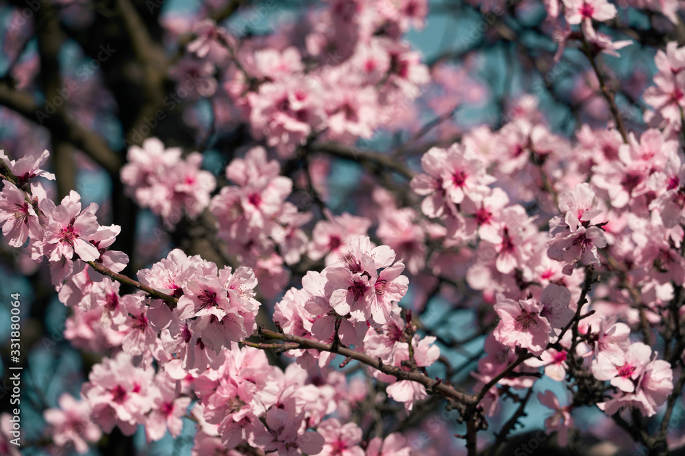 bright pink and white flowers on trees, blooming, spring landscape, beautiful background bright pink and white flowers on trees, blooming, spring landscape, beautiful background