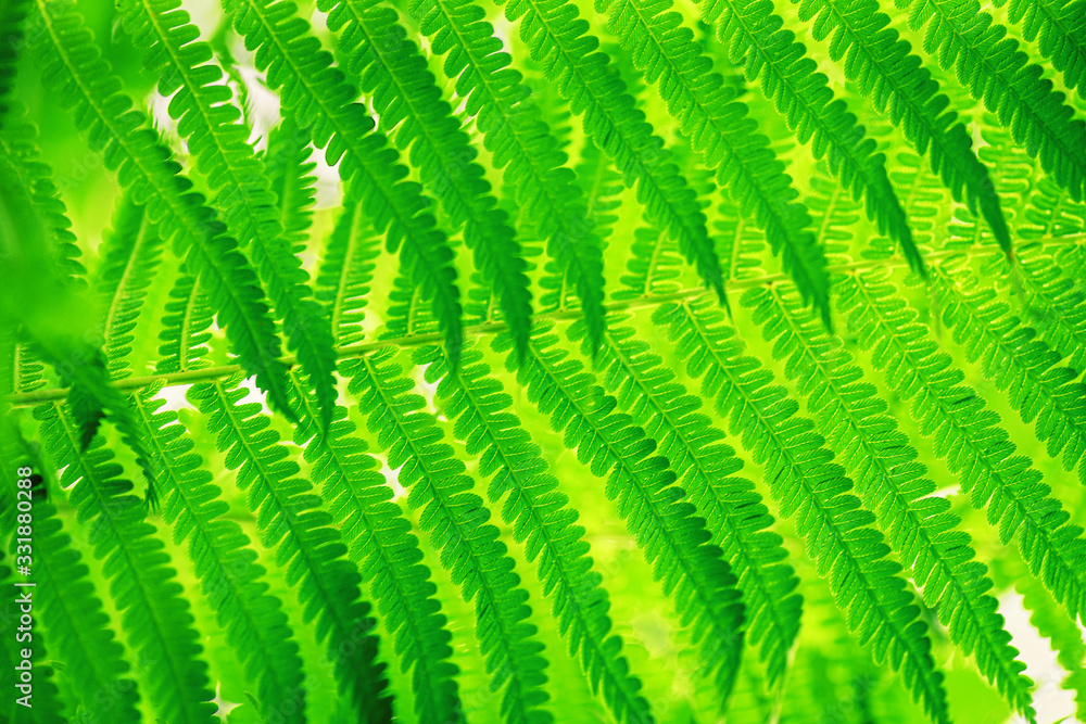Fern Leaves Ecology Concept. Green background for advertising wildlife. Eco concept.