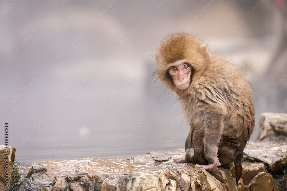 Naklejka premium cute