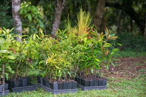植林ボランティア　苗