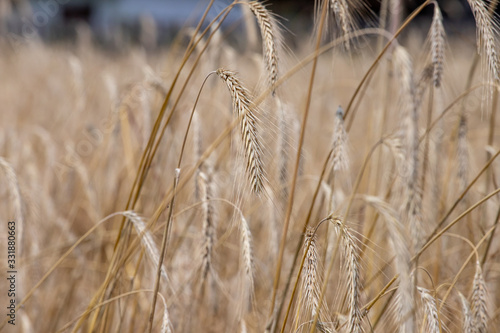 ripe ears of wheat on the field