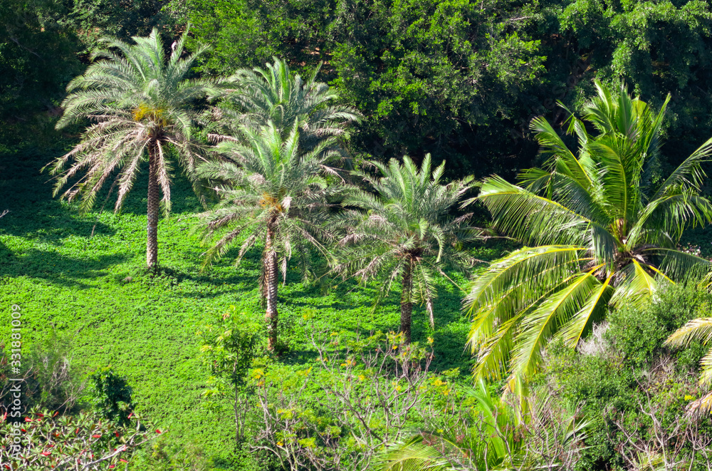 Obraz premium Palm trees grow in the park.