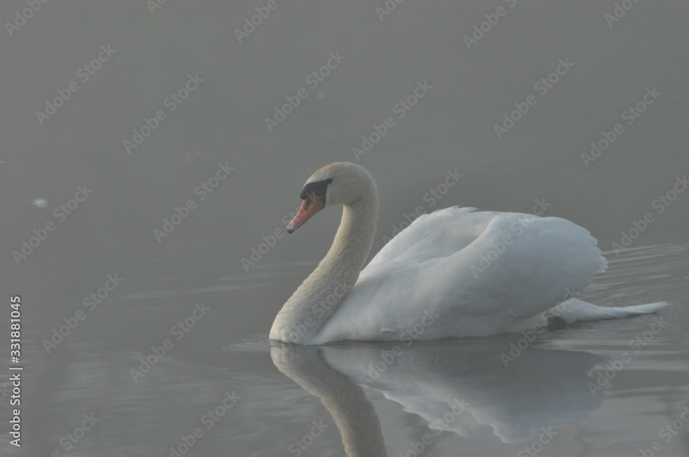 Fototapeta premium Mute Swan. Large white water bird. Floating on the lake