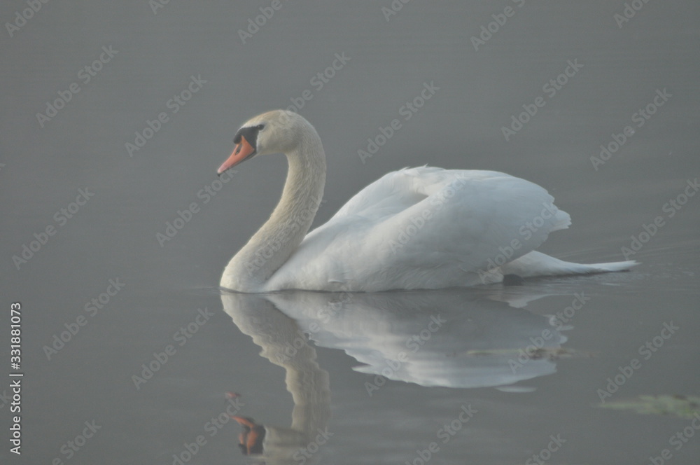 Mute Swan. Large white water bird. Floating on the lake Mute Swan. Large white water bird. Floating on the lake