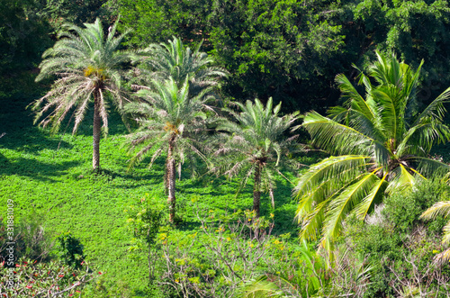 Fototapeta Naklejka Na Ścianę i Meble -  Palm trees grow in the park.