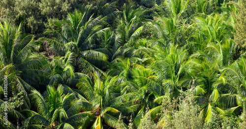 Palm trees grow in the park.