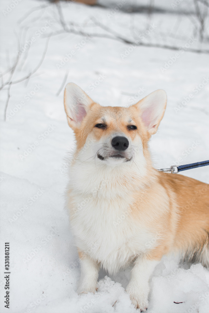 dog corgi branches snow winter