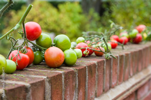 Fototapeta Naklejka Na Ścianę i Meble -  Homegrown produce, ripening tomatoes on vines