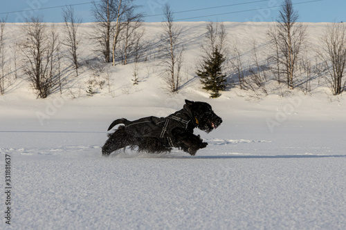 young dog Scottish Terrier runs in winter on the snow in winter clothes