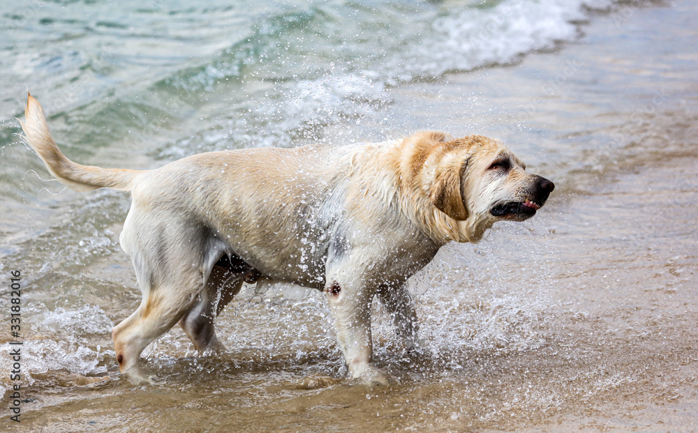 Dog shakes off water from wool Dog shakes off water from wool