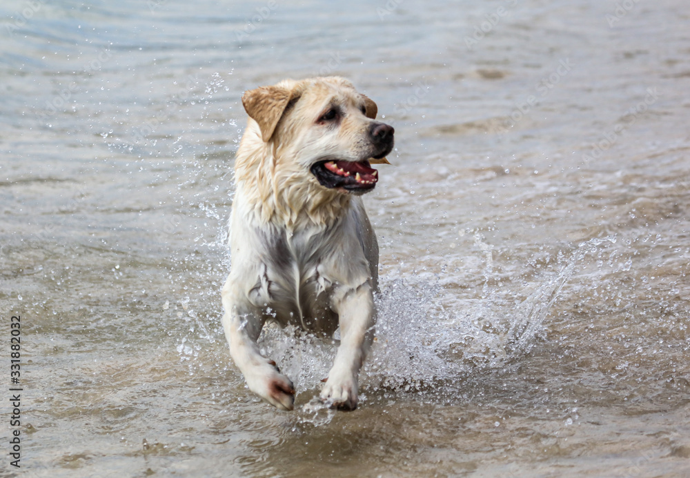 The dog runs on the seashore