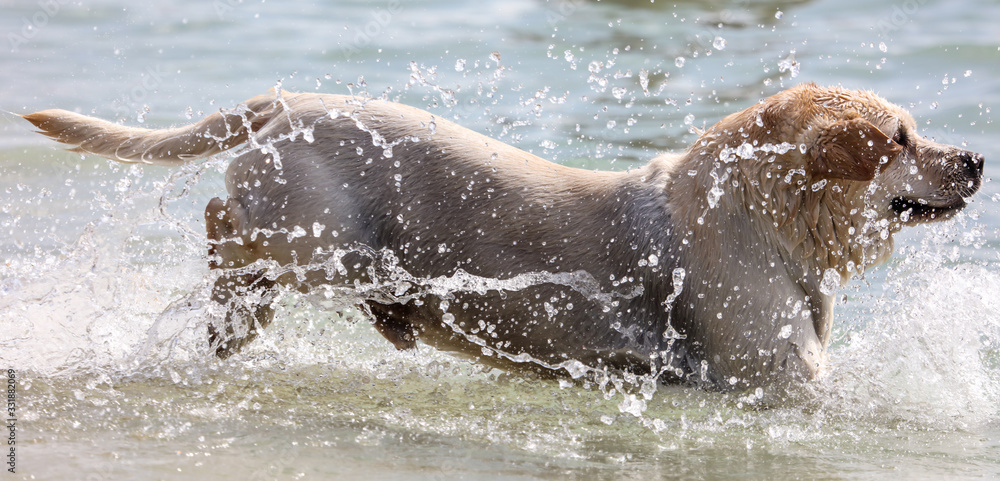Fototapeta premium The dog runs on the seashore