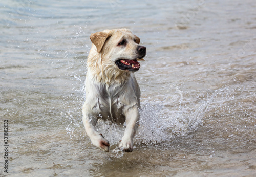 Fototapeta Naklejka Na Ścianę i Meble -  The dog runs on the seashore