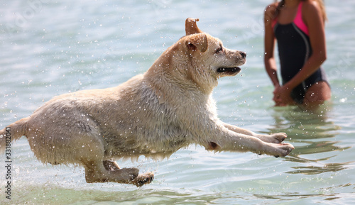 Photography The dog runs on the seashore