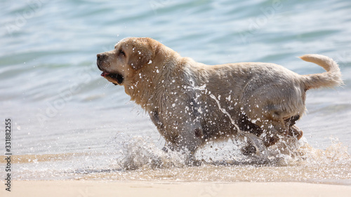 Photography The dog runs on the seashore