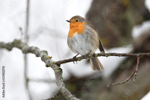 European robin bird with red chest singing in spring