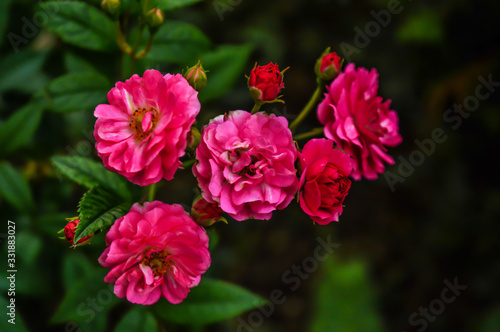 Rosa im Garten