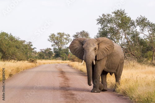 African bush elephant in Kruger National park, South Africa