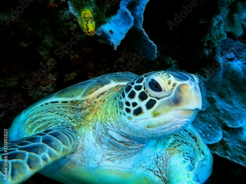 The amazing and mysterious underwater world of Indonesia  North Sulawesi  Manado  sea turtle