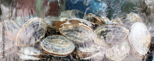 Sea shells behind a glass aquarium