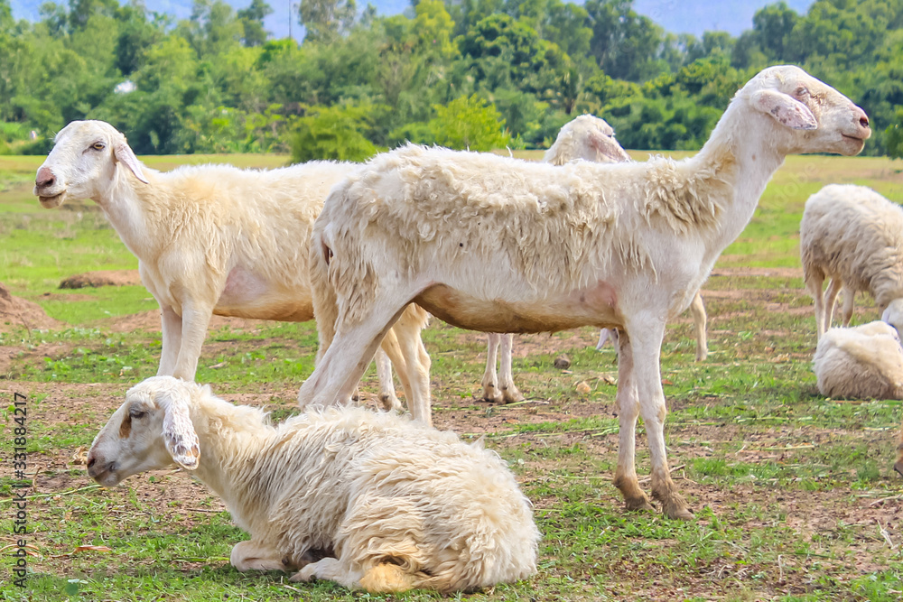 Group of white sheeps grazing on green pasture Group of white sheeps grazing on green pasture