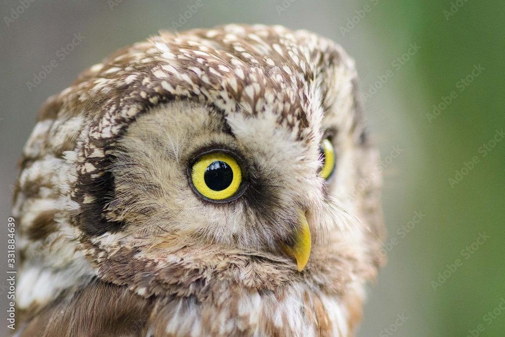 Obraz premium A Tengmalm's owl (Aegolius funereus) close up portrait