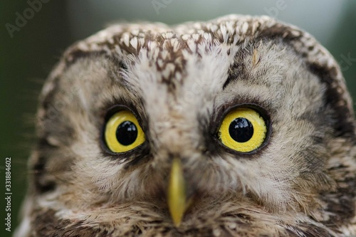 A Tengmalm's owl (Aegolius funereus) close up portrait © Arnau