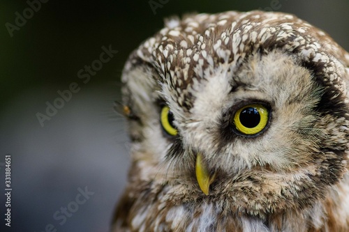A Tengmalm's owl (Aegolius funereus) close up portrait