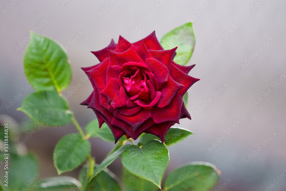 Cherry rose on blurred gray light background_ Cherry rose on blurred gray light background_