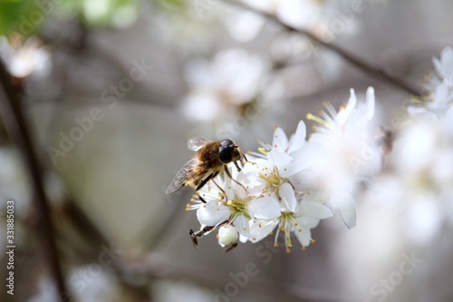 die Biene auf der Blüte © marnag