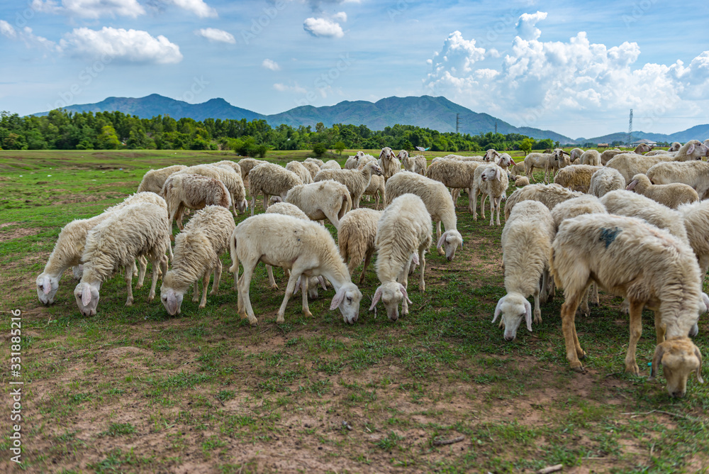 Fototapeta premium Flock of sheeps on vast meadow with beautiful mountain landscape