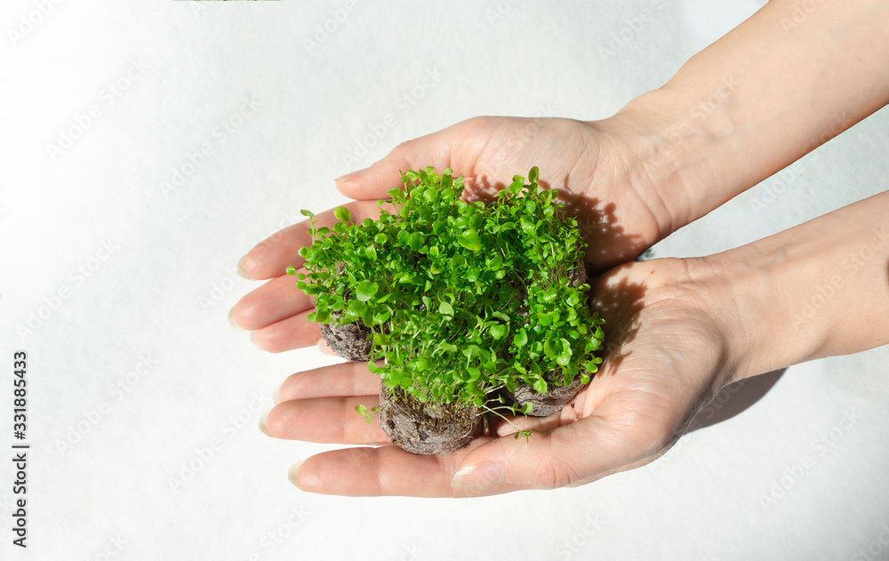 Young female hands are holding seedlings of lobelia in peat tablets. A symbol of sustainable development, the start of a new business, startup, the first results of work.