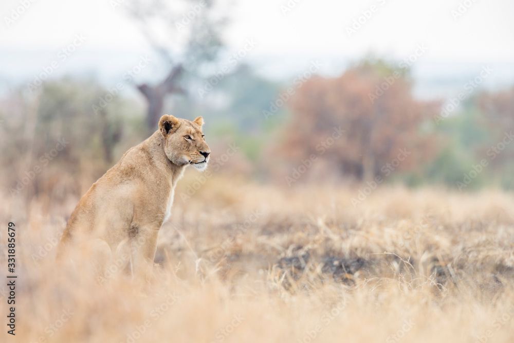 African lion in Kruger National park, South Africa African lion in Kruger National park, South Africa
