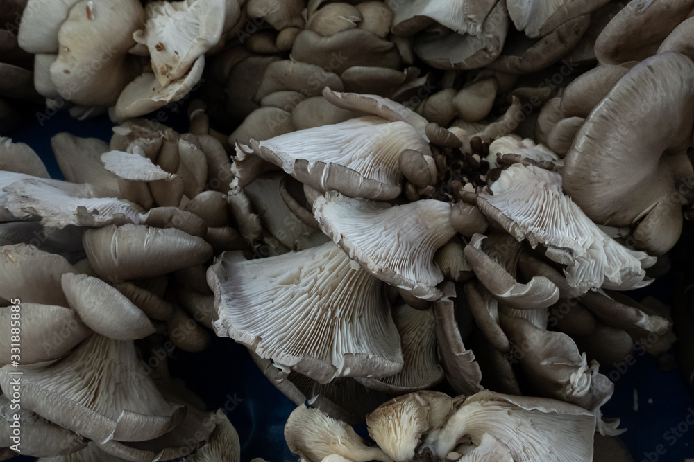 mushrooms for sale in the market mushrooms for sale in the market