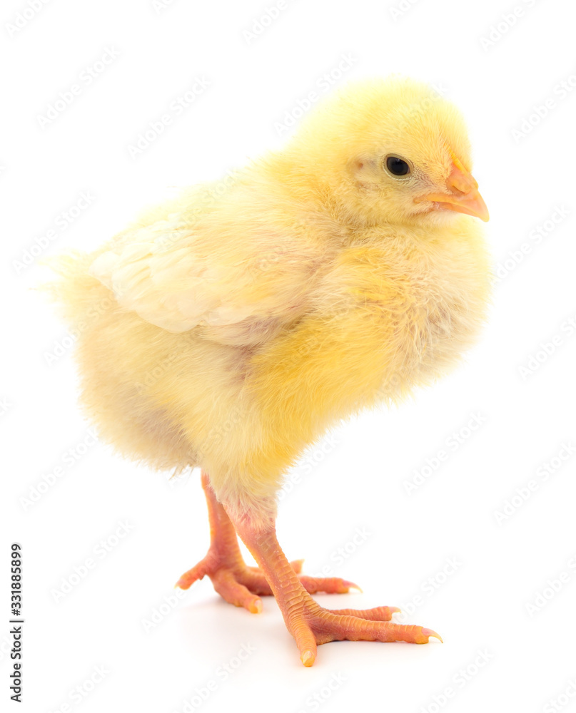 Fototapeta premium Jedna żółta laska.