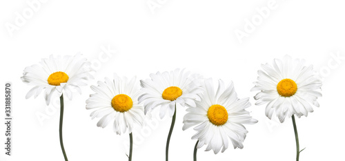 Beautiful daisy flowers  isolated on white background  white camomiles wallpaper