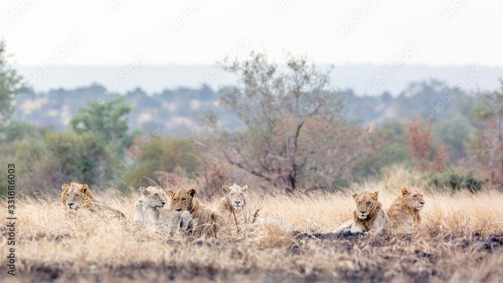 Fototapeta premium African lion in Kruger National park, South Africa