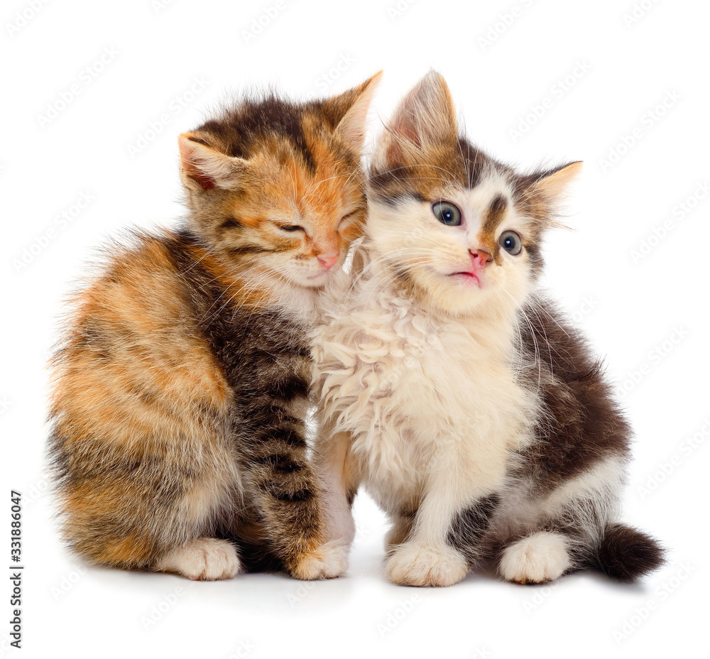 Obraz premium Two small kittens isolated.